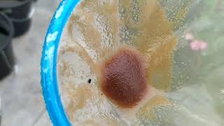 How to culture daphnia moina in a small container Part 1 English Subtitle [upl. by Neraa]