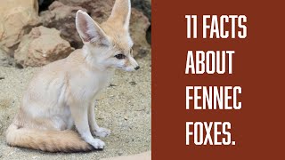 Fennec Fox  11 Facts about Fennec Foxes [upl. by Donelson]