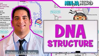 Cell Biology  DNA Structure amp Organization 🧬 [upl. by Aisatnaf292]