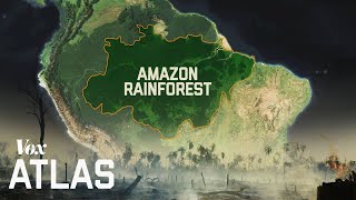 Amazon Rainforest Deforestation and Conservation Efforts [upl. by Eatnohs]