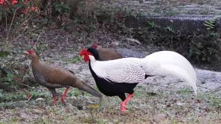 Silver Pheasant Lophura nycthemera [upl. by Leslee]