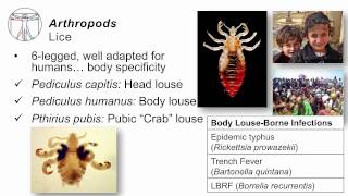 Helminths Arthropods [upl. by Eihctir]