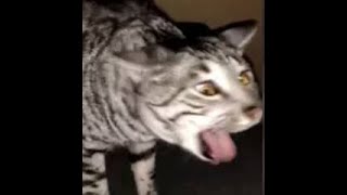 Cats Who Gag A Compilation [upl. by Hyacintha]