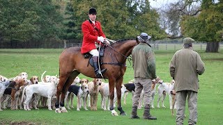 Fitzwilliam Opening Day Fox Hunt in Peterborough  Milton Park [upl. by Nani]