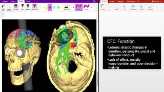 Frontal Lobe  Human Brain Series  Part 5 [upl. by Lincoln369]