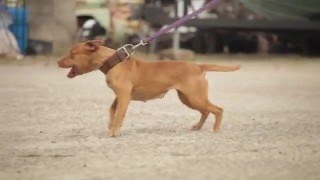 INTERVIEW WITH A GAME AMERICAN PIT BULL TERRIER BREEDER [upl. by Andie]