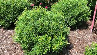 GEM BOX® Ilex  wwwgardencrossingscom [upl. by Ettelimay]