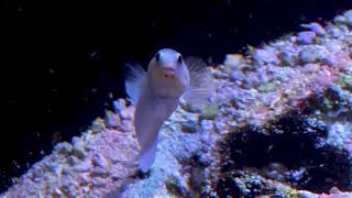 Feeding Frenzy Friday Yellowhead Jawfish [upl. by Chesney]