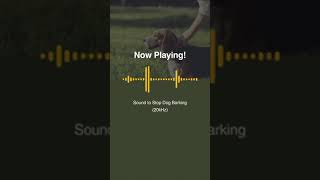 Stop Dog Barking Best Training Sound [upl. by Jenilee521]