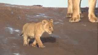 Lion Cubs Growling in the Serengeti [upl. by Isaacs]