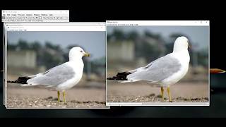 How to make stack from multiple images using ImageJ or Fiji [upl. by Salchunas614]