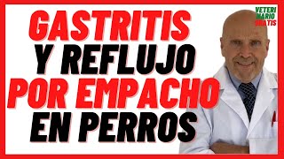 Gastritis y Reflujo por Empacho o Indigestión en Perros Síntomas 🔴 Tratamiento Omeprazol Sucralfato [upl. by Llerihs]