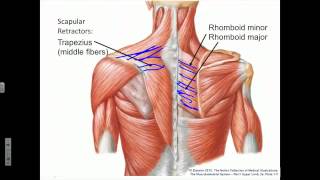 Scapula Protraction Retraction Rotation [upl. by Yendirb338]