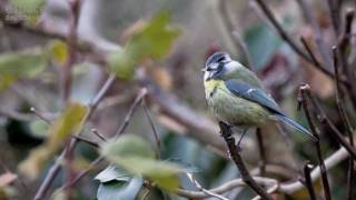 Les oiseaux du jardin 1 [upl. by Bartholomew]