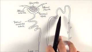 A2 Biology  Nephron structure OCR A Chapter 155 [upl. by Caundra]