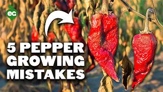 5 Pepper Growing Mistakes to Avoid [upl. by Hpesojnhoj935]