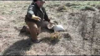 coyote trapping grass flat set [upl. by Reviere]