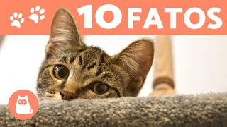 10 CURIOSIDADES sobre GATOS que você precisa conhecer [upl. by Acemat]