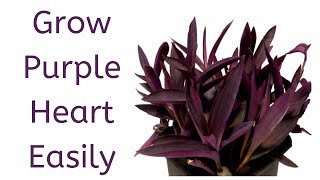 How to Grow Purple Heart from Cuttings  Tradescantia Pallida [upl. by Butte]