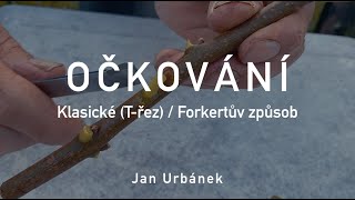 OČKOVÁNÍ – klasické Třez  Forkertův způsob [upl. by Clayton]