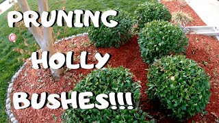 PRUNING HOLLY BUSHES I Winter Gardening Tips [upl. by Gnoh]