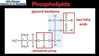 B3 Phospholipids SL [upl. by Nagah259]