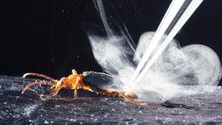 How bombardier beetles bomb [upl. by Lesnah]