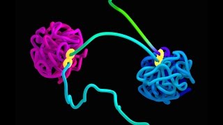 How does DNA fold The loop extrusion model [upl. by Tierell]