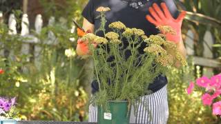 How to Cut Back Yarrow  Garden Space [upl. by Ravaj]