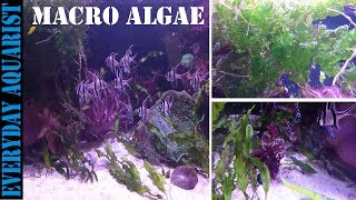 How To Grow Marine Macro Algae  Planted Saltwater Aquarium [upl. by Ahsir7]