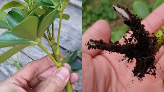 How to grow Schefflera plant from cuttings  Propagate the Schefflera plants  Umbrella Tree [upl. by Garihc]