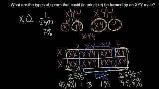 XYY syndrome explained [upl. by Wilda]