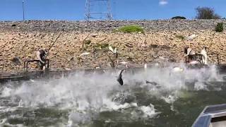 Asian carp jumping in Kentucky [upl. by Worrad]