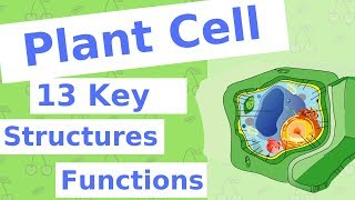 The Plant Cell  13 Key Structures [upl. by Noira778]