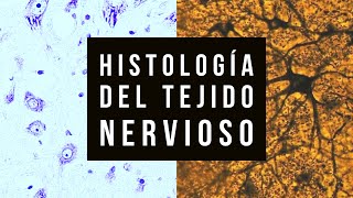 Histologia del Tejido nervioso práctico [upl. by Leonor]