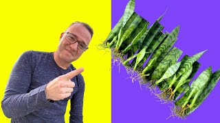 Secrets to Snake Plant Propagation How to Propagate Sansevieria [upl. by Rayford]