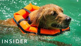 Neck Floaties Help Dogs Swim Safely [upl. by Casilde777]