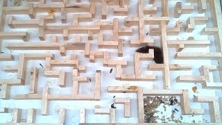 Bigger tighter mouse maze experiments [upl. by Kerrill]