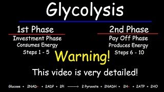 Glycolysis  Biochemistry [upl. by Llertal490]