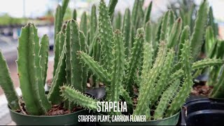 Stapelia the Starfish Plant and Carrion Flower [upl. by Akaenahs]