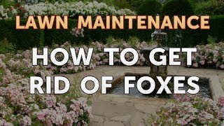 How to Get Rid of Foxes [upl. by Ailed873]