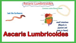 Ascaris lumbricoides  Ascaris lumbricoides life cycle  Laboratory diagnosis  full explained [upl. by Afrika284]