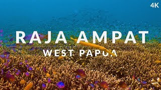 This is Raja Ampat 4k  dive into the dream of biodiversity [upl. by Shanta749]