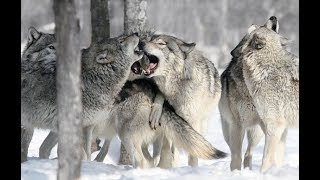 Meilleure documentaire ANIMAUX Le loup gris 2019 [upl. by Notla]