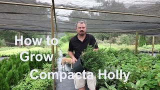 How to grow Compacta Hollies with detailed description [upl. by Tennies]