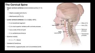 Cervical Lateral Flexion amp Rotation BIOMECHANICS [upl. by Ellak698]