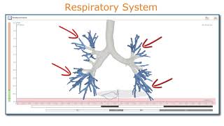 ResistanceVolume graph in whole body plethysmography Information [upl. by Garreth]