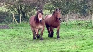 Ardennes mares Trekpaard Belgian Draft Brabant Horse [upl. by Joab154]