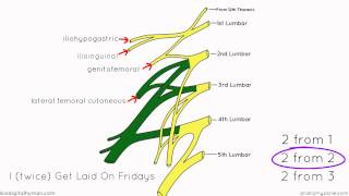 Lumbar Plexus  Structure and Branches  Anatomy Tutorial [upl. by Innavoeg]