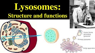 Lysosomes  Structure and Functions of lysosomes  Polymorphism in lysosomes  Primary lysosomes [upl. by Bridge]